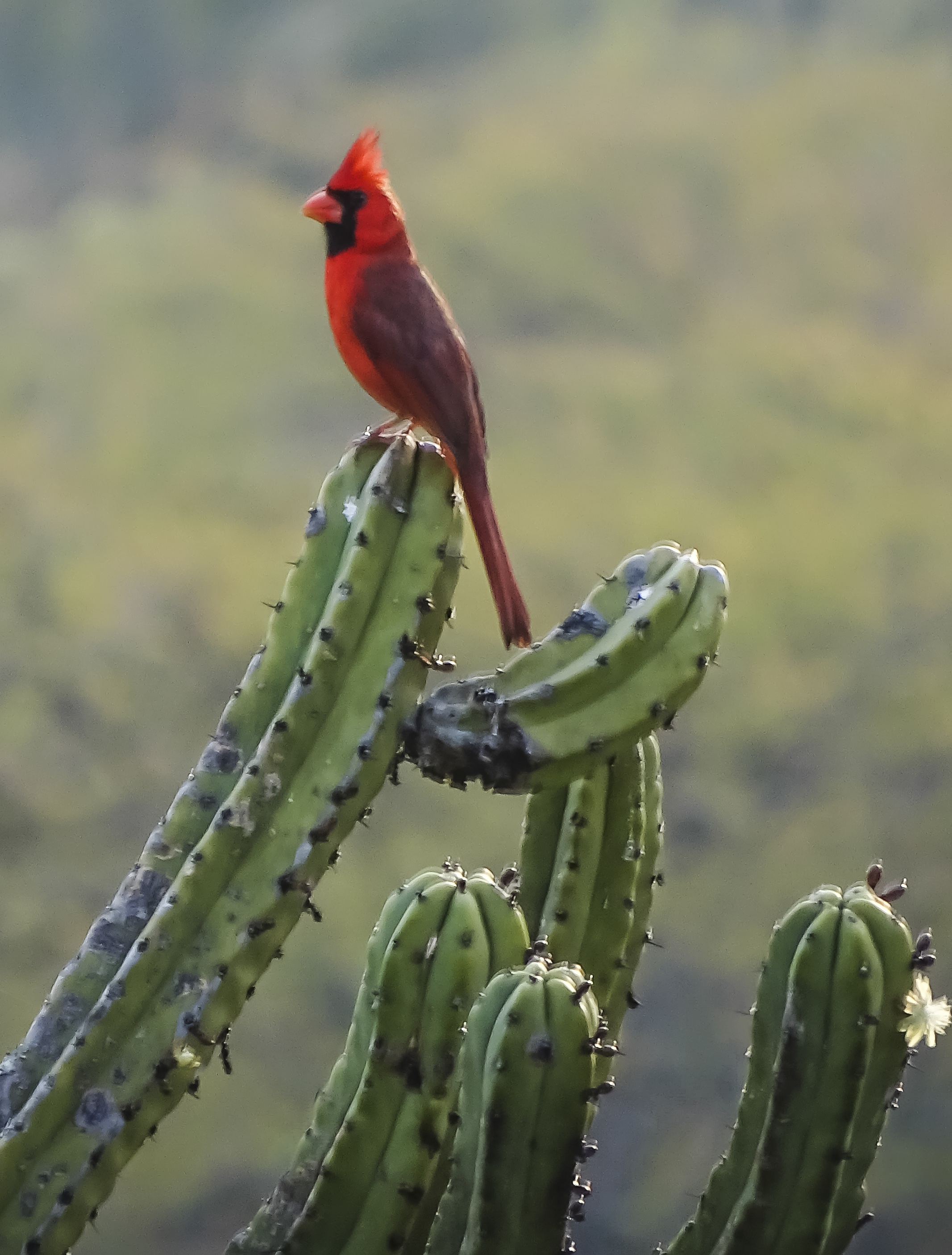 Osos y pumas en la Sierra Gorda de Guanajuato - DeOchoNews